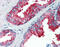 Yes Associated Protein 1 antibody, 26-543, ProSci, Immunohistochemistry frozen image 