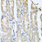 C-C Motif Chemokine Ligand 3 antibody, 23-032, ProSci, Immunohistochemistry frozen image 