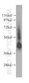 SH3 And Cysteine Rich Domain antibody, 11480-1-AP, Proteintech Group, Western Blot image 