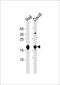 Cerebellin 3 Precursor antibody, PA5-49564, Invitrogen Antibodies, Western Blot image 