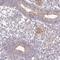 FRY Microtubule Binding Protein antibody, NBP2-14510, Novus Biologicals, Immunohistochemistry paraffin image 