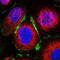 Engulfment and cell motility protein 3 antibody, NBP1-85695, Novus Biologicals, Immunofluorescence image 