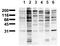 Phosphotyrosine antibody, AM00125PU-N, Origene, Western Blot image 