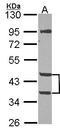 Mannose Phosphate Isomerase antibody, LS-C186365, Lifespan Biosciences, Western Blot image 