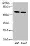 Butyrophilin Subfamily 2 Member A2 antibody, LS-C371846, Lifespan Biosciences, Western Blot image 