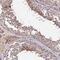 Phosphoglycerate kinase antibody, HPA045385, Atlas Antibodies, Immunohistochemistry frozen image 