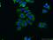 RUN Domain Containing 3B antibody, 17113-1-AP, Proteintech Group, Immunofluorescence image 