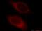 Cytochrome B5 Reductase 3 antibody, 10894-1-AP, Proteintech Group, Immunofluorescence image 