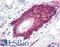 Catenin Beta 1 antibody, LS-B2354, Lifespan Biosciences, Immunohistochemistry frozen image 