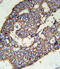 Solute Carrier Family 47 Member 1 antibody, 61-899, ProSci, Immunohistochemistry frozen image 