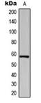 BAI1 Associated Protein 2 Like 1 antibody, orb224108, Biorbyt, Western Blot image 
