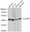 Sulfotransferase family cytosolic 2B member 1 antibody, 23-144, ProSci, Western Blot image 