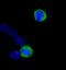 Centromere protein F antibody, A301-611A, Bethyl Labs, Immunocytochemistry image 