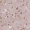 GDP-D-Glucose Phosphorylase 1 antibody, HPA048189, Atlas Antibodies, Immunohistochemistry frozen image 