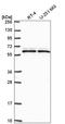 S-Phase Kinase Associated Protein 2 antibody, HPA051196, Atlas Antibodies, Western Blot image 