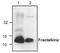 Acc1 antibody, TA319030, Origene, Western Blot image 