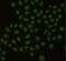 PCNA antibody, GTX49256, GeneTex, Immunocytochemistry image 