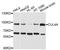 Cullin 4A antibody, LS-B12903, Lifespan Biosciences, Western Blot image 