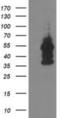 Docking Protein 2 antibody, NBP2-00948, Novus Biologicals, Western Blot image 