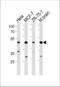 F-Box Protein 28 antibody, LS-C203994, Lifespan Biosciences, Western Blot image 