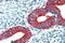 Erythrocyte Membrane Protein Band 4.1 Like 2 antibody, GTX88926, GeneTex, Immunohistochemistry paraffin image 