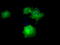 Death Associated Protein Kinase 2 antibody, TA501086, Origene, Immunofluorescence image 