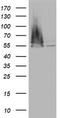 MF1 antibody, TA802764, Origene, Western Blot image 