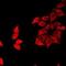 Fizzy And Cell Division Cycle 20 Related 1 antibody, orb412357, Biorbyt, Immunofluorescence image 