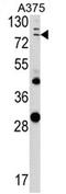 Annexin A1 antibody, AP17109PU-N, Origene, Western Blot image 