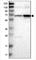 Solute Carrier Family 4 Member 11 antibody, NBP1-88514, Novus Biologicals, Immunofluorescence image 
