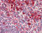 Heat Shock Protein Family A (Hsp70) Member 5 antibody, MBS565113, MyBioSource, Immunohistochemistry paraffin image 