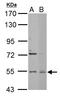 Enhancer Of MRNA Decapping 3 antibody, LS-C186417, Lifespan Biosciences, Western Blot image 