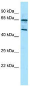 Regulator Of G Protein Signaling 14 antibody, TA334729, Origene, Western Blot image 