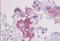 Parathyroid Hormone 1 Receptor antibody, NLS761, Novus Biologicals, Immunohistochemistry paraffin image 