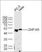 Zinc Finger Protein 185 With LIM Domain antibody, orb101869, Biorbyt, Western Blot image 