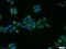 Mitochondrial Ribosomal Protein L23 antibody, 11706-1-AP, Proteintech Group, Immunofluorescence image 