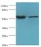 Nuclear Respiratory Factor 1 antibody, MBS1499225, MyBioSource, Western Blot image 