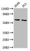 Multiple EGF Like Domains 9 antibody, CSB-PA872434LA01HU, Cusabio, Western Blot image 