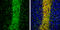 Microtubule Associated Protein 6 antibody, GTX130830, GeneTex, Immunohistochemistry frozen image 
