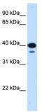 Nuclear Transcription Factor Y Subunit Gamma antibody, TA343723, Origene, Western Blot image 