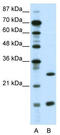 CCAAT Enhancer Binding Protein Gamma antibody, TA339063, Origene, Western Blot image 