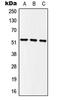 MYC-induced nuclear antigen antibody, LS-C353865, Lifespan Biosciences, Western Blot image 