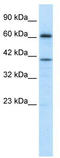 PR domain zinc finger protein 14 antibody, TA331744, Origene, Western Blot image 