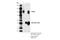 Discs Large MAGUK Scaffold Protein 2 antibody, 19046S, Cell Signaling Technology, Immunoprecipitation image 