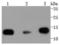 Histone H2B type 1 antibody, NBP2-67753, Novus Biologicals, Western Blot image 