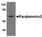 Paralemmin-3 antibody, orb75650, Biorbyt, Western Blot image 