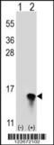Ubiquitin Related Modifier 1 antibody, LS-C160459, Lifespan Biosciences, Western Blot image 
