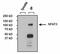 Nuclear Factor Of Activated T Cells 4 antibody, PA1-021, Invitrogen Antibodies, Immunoprecipitation image 