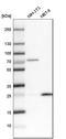 Cytochrome b-c1 complex subunit Rieske, mitochondrial antibody, HPA041863, Atlas Antibodies, Western Blot image 