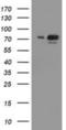 Ubiquitin Like Modifier Activating Enzyme 2 antibody, NBP2-03688, Novus Biologicals, Western Blot image 